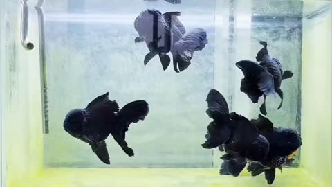 Wow super beautiful goldfish in tank-12