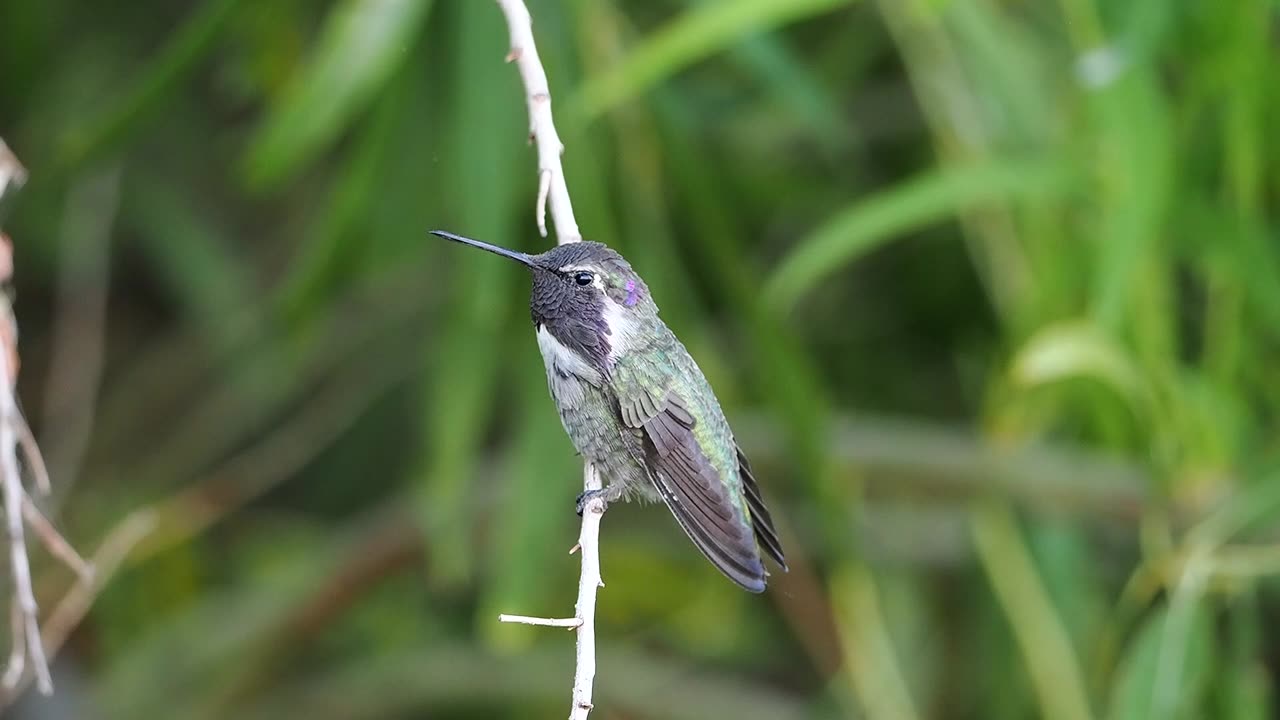 Costa's Hummingbird