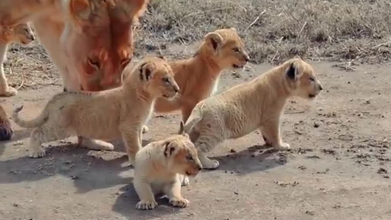 "Meeting an Adorable Lion Cub in the Wild"