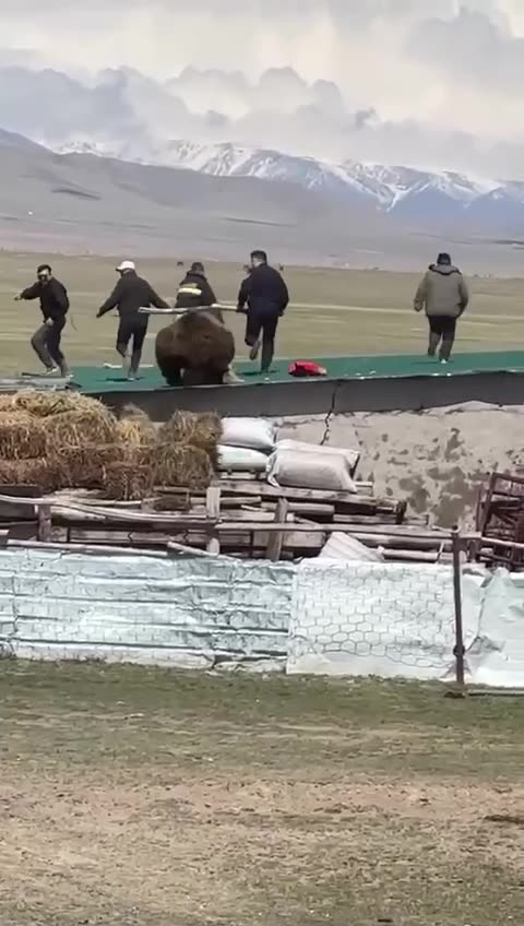 Don't mess with the bear