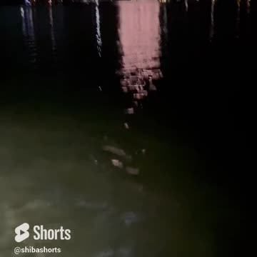 Dog stalks fireworks while swimming