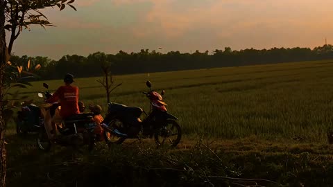 cinematic in the rice fields on a sunny morning