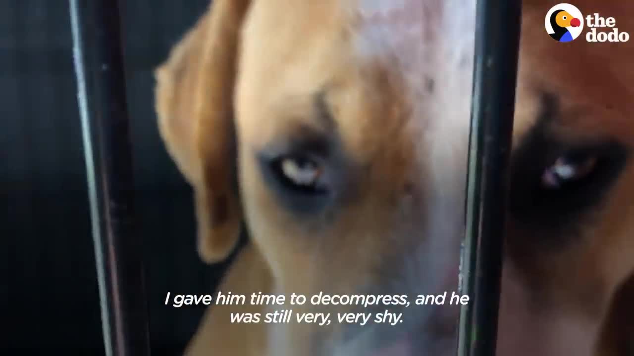 Dog Found Wandering Around Airport Doesn't Trust Humans | The Dodo