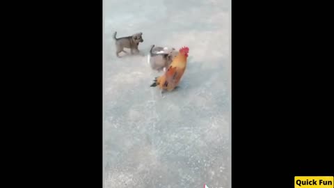 Dog X Chicken Fight Funny Video