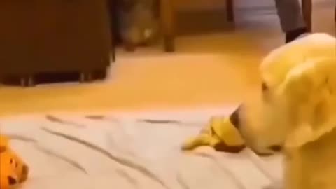 Pets kids video