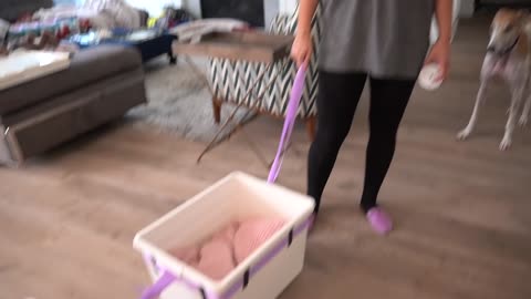 DOG TRAINING #17