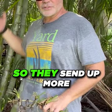 Seeding Cool Season Lawns in Fall