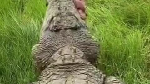 Feeding Giant Crocodile