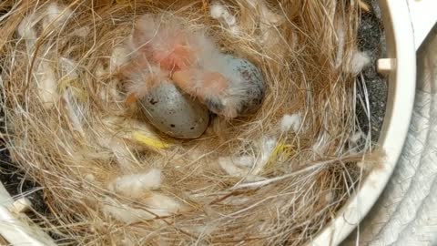 Hand Feeding Baby Birds (Canary & Gouldian Finch)