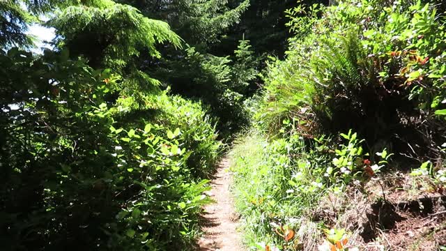 Walking on the "long" trail to the Octopus Tree at Cape Meares State Scenic Viewpoint