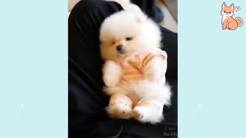 You will laugh at all the DOGS 🤣 Funny DOG Videos 😂🐶