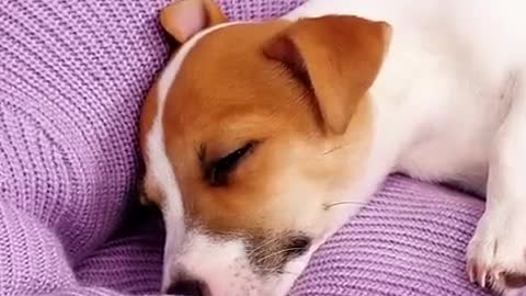 20 SWEET CRAFTS FOR PETS TO SHOW YOUR LOVE