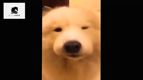 Funny Animal Compilations #12
