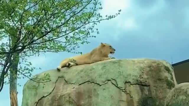 Look at this big lion. I think he sees me