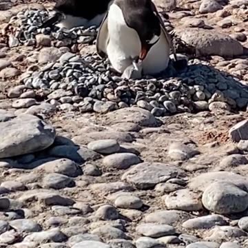 The penguin, that adorable inhabitant of icy regions