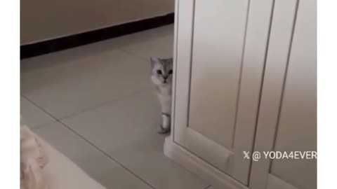 Cat offers food to it's unwell owner 🥺