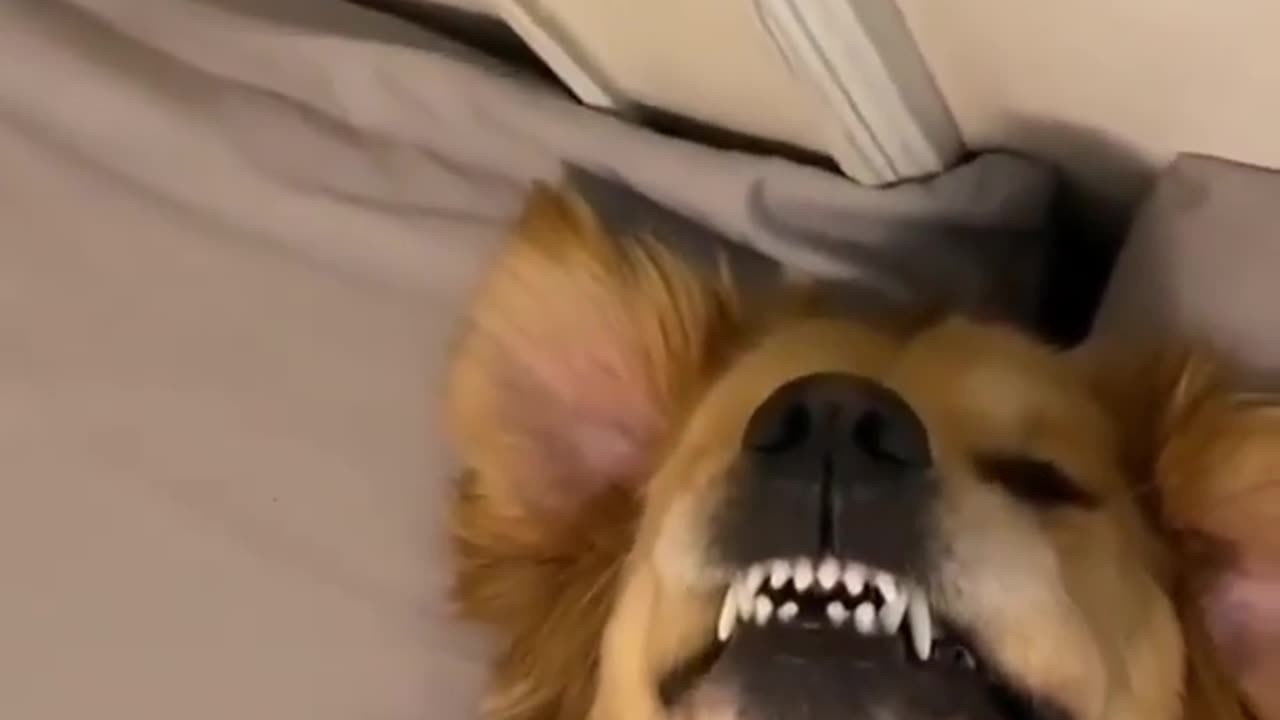 Dog Relaxing at bed