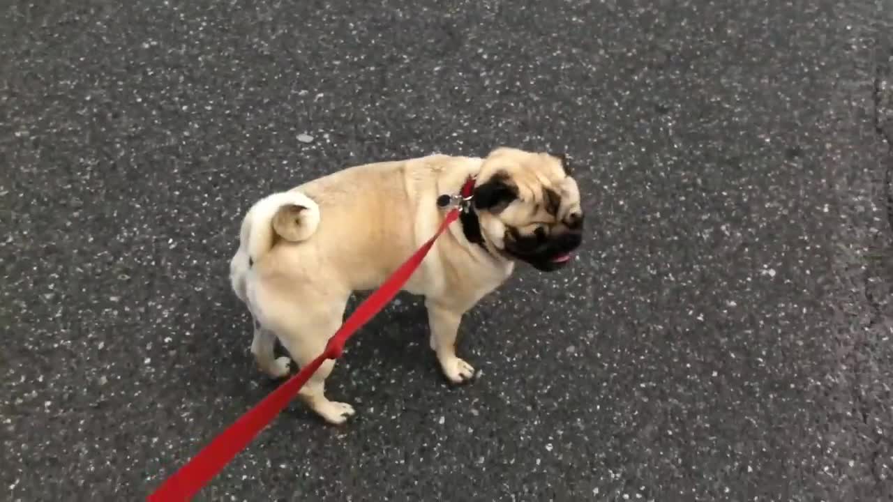 Dog loses it after finding out he's at pet store