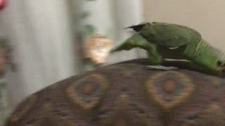 Parrot Runs Away From Person in a Mask