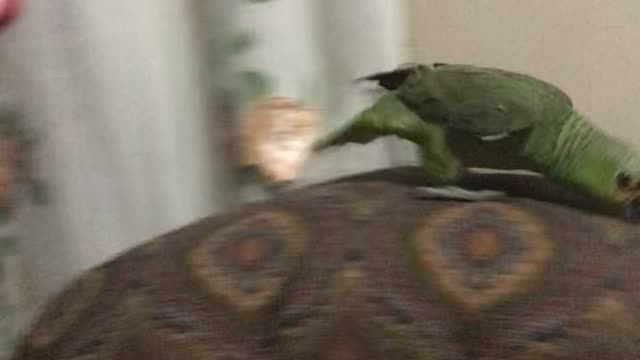 Parrot Runs Away From Person in a Mask