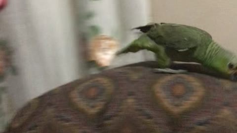 Parrot Runs Away From Person in a Mask