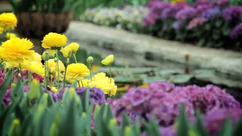 The beautiful sea of flowers brings you good mood