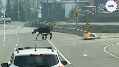 Baby moose caught on camera struggles to keep up and gets stuck