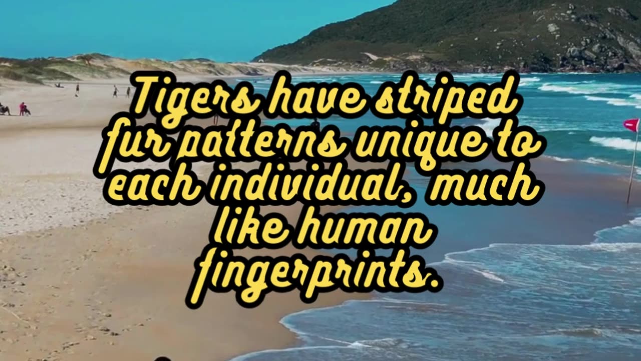 Animal Facts. Tigers #shorts