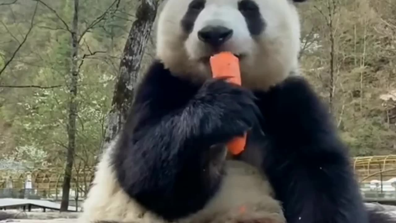Animal life