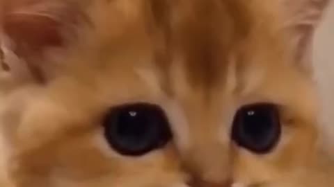 funny cat - funny cat reaction # 84 shorts