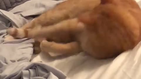 Silly Cat Attacks its Own Tail by Trying to Bite it Off