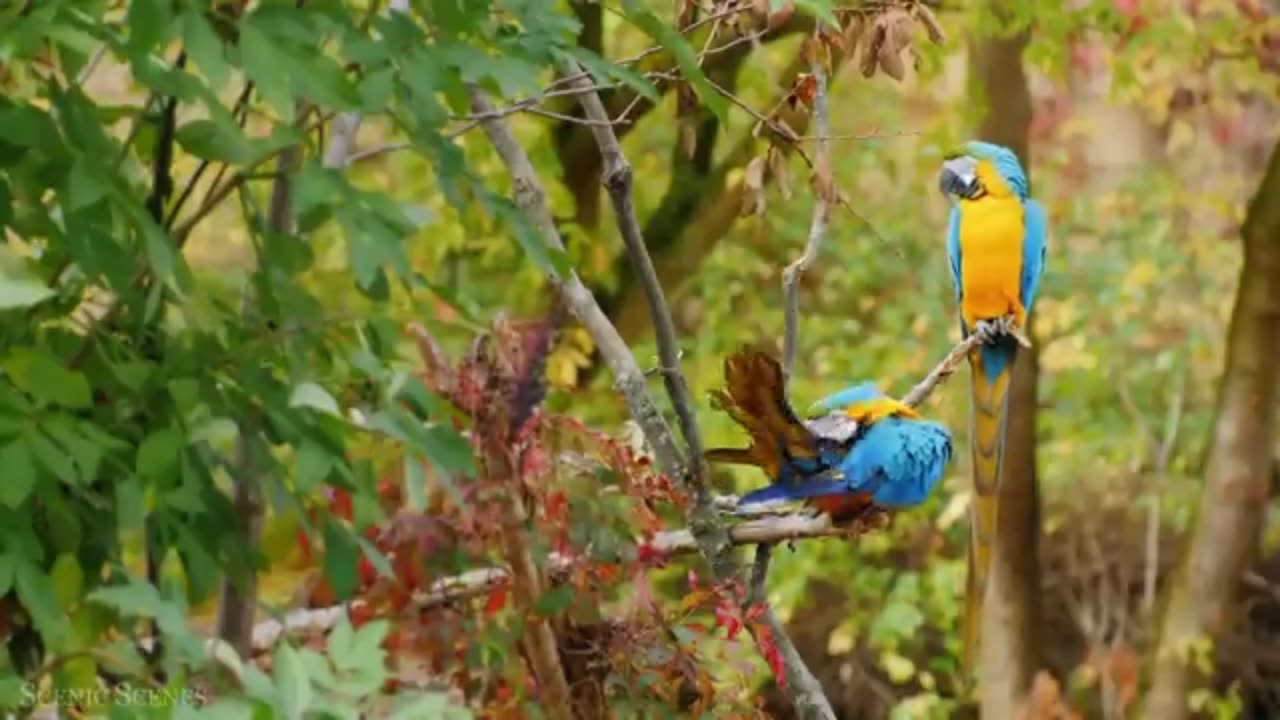 Amazing Scene Of Wild Animals