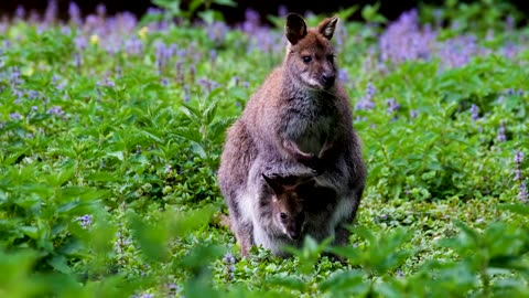 kangaroo