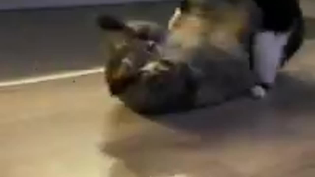 Funny Animals Dogs and Cats