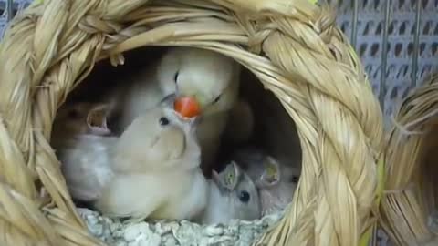 zebra finch