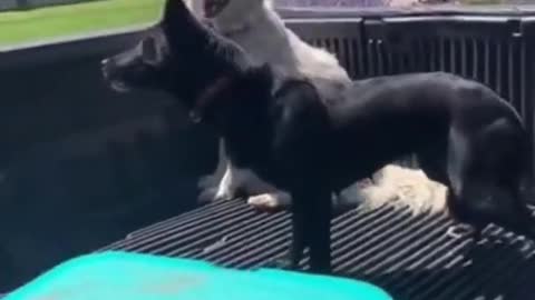 Funny Dog is Exited to go on a ride