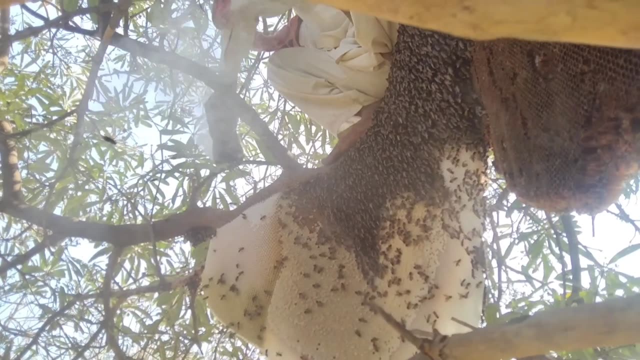 I hunted for honey with my hands