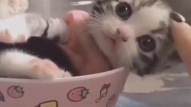 CUTEST KITTEN IVE SEEN TODAY!!!!