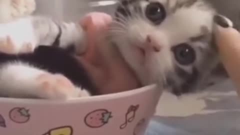 CUTEST KITTEN IVE SEEN TODAY!!!!
