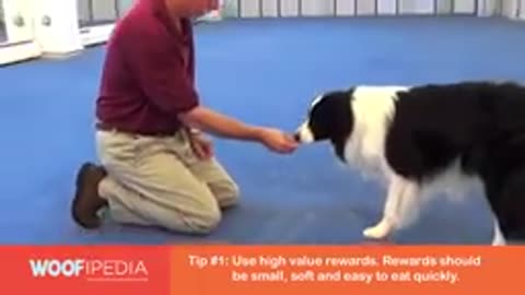 Tricks to train a dog