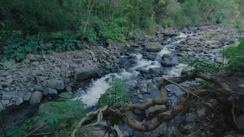 4k Nature Documentary film short preview video