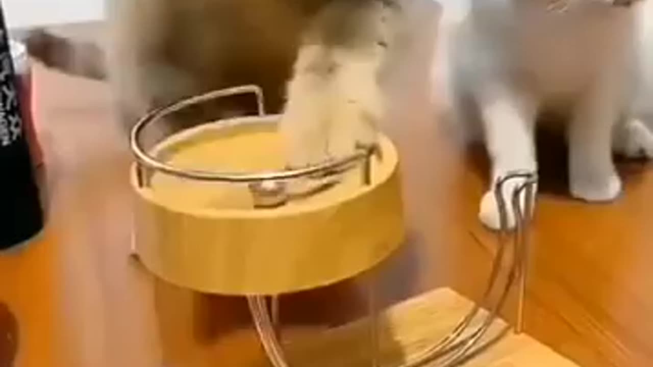 Cute cats
