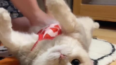 Stretch the kitten's muscles