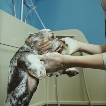 Dog wash video
