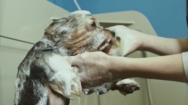 Dog wash video