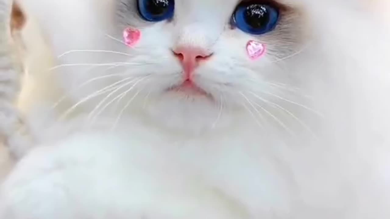 "Cuteness Overload: Watch My Adorable Cat Steal Your Heart"