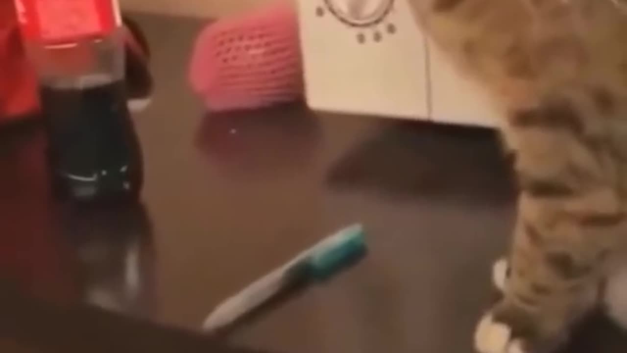 Most Satisfying Funny Cat Video 😂😂😂