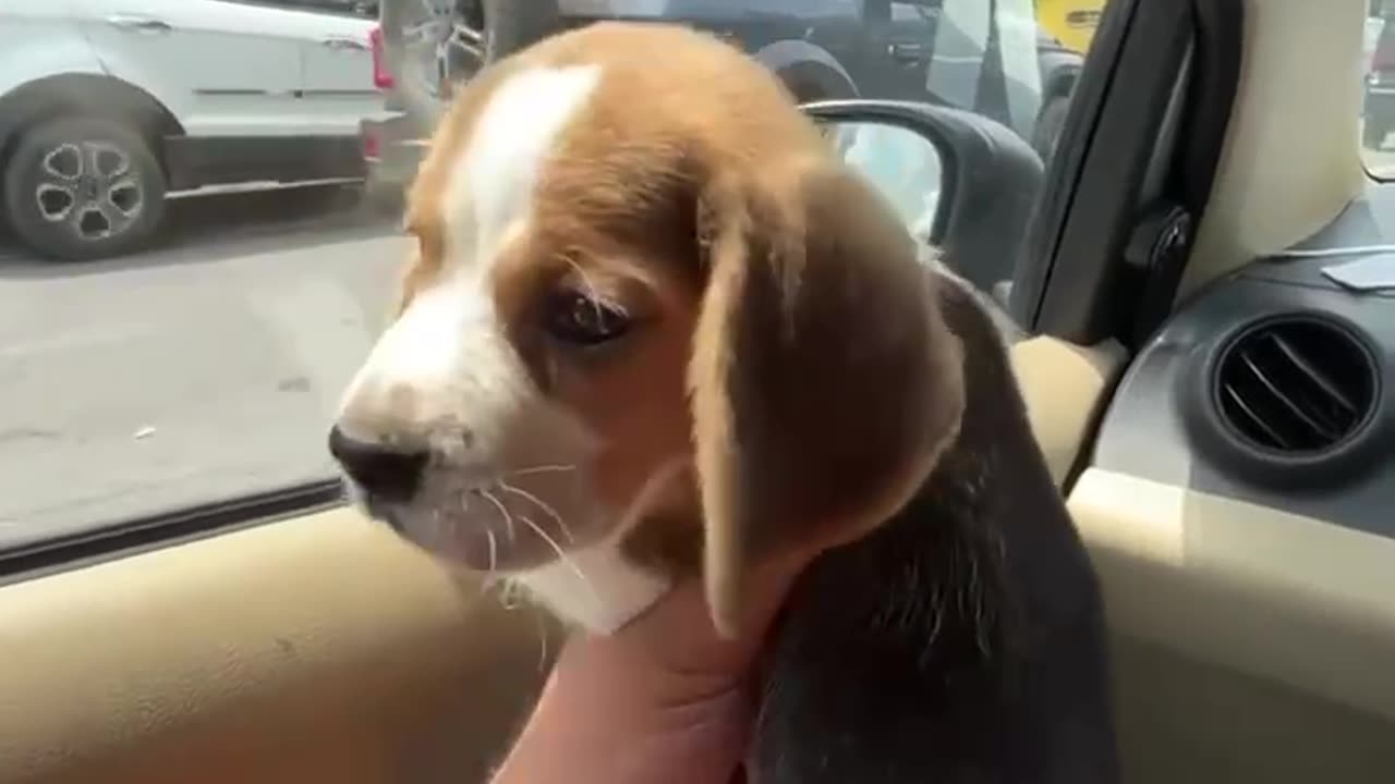 Rocky Beagle enjoying road trip