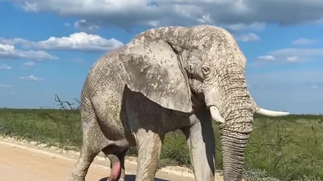 Fifth Leg Of Elephant 😂
