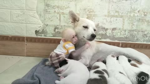 Baby monkey wants to drink dog milk